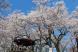 今日は烏帽子山公園のサクラをてんこ盛りにどうぞ：2022/04/17 10:07