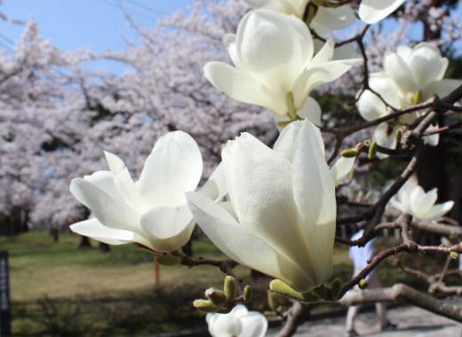 青い空とピンクのサクラにわってはいるように「モクレン」の花が咲いています 次々と花が咲きまさに春爛漫といった感じです 急いで紹介しないと追いつけないほどいろいろの花が咲き始めました/