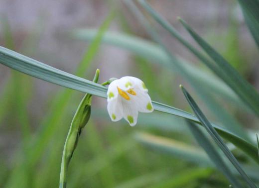 桜が満開の烏帽子山公園でスズランに似た「スズランスイセン」(スノーフレーク)という名前の可愛い花をみつけました 白い花びらの先端が6つにさけていて その一つ一つに緑色のドットがついています 花言葉が「純潔」「汚れなき心」だそうですがピッタリの花です/