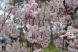 喜多方市のシダレ桜を見てきました 鉄道が廃線された道に..：2022/04/23 09:00