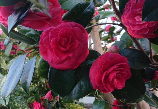 知人宅でお茶を一服頂戴しました そこから真っ赤なツバキが目にとまり思わず写真を撮らせていただきました そろそろツバキの花も終わりでしょうか 道々の庭に咲いているツバキは色あせて散っているのもありますがこの一枚は見事な赤いツバキです/