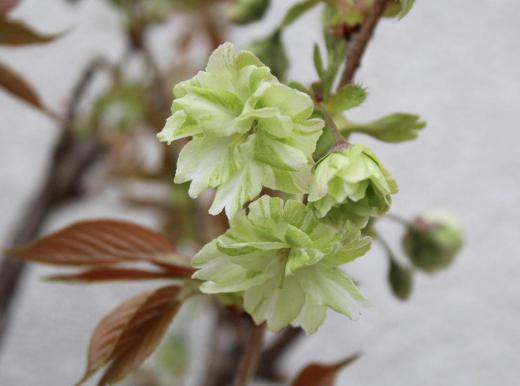 烏帽子山公園の桜が散り緑の葉も芽生えてきました 春から初夏へ季節が変わろうとしています 我が家の鉢植えの御衣黄という桜がようやく開花しました 花が薄緑色で桜のイメージとはかけ離れた花で爽やかな初夏を感じさせてくれる 春と夏を結んでくれる花でしょうか/