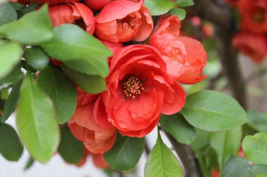 オレンジ色のボケの花が開花しました ぜ元々は「モケ」「モッケ」「ボックワ」と呼ばれていましたが時代ととに「ボケ」と変化していったと言われています 固いトゲがあり秋の剪定時には扱いにくい花木です 花が終わると楕円形の実をつけますが食べられるのでしょうか/