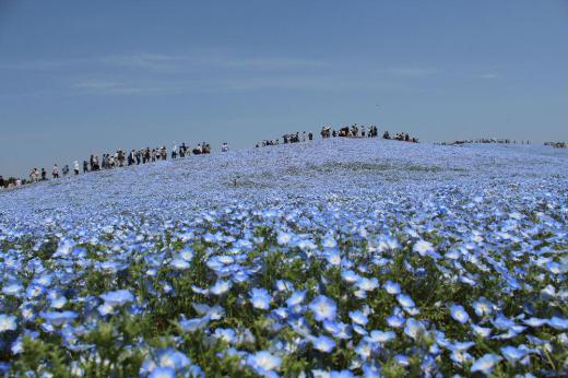念願のひたちなか海浜公園のネモフィラをみてきました 広い公園にさくネモフィラの青い花が一面に咲き乱れる様子に感動しました 車を走らせて行ったかいがありました 鑑賞の客も平日というのに驚くほどの多さでした このブログでそのキレイさを紹介しきれないのですが写真をご覧ください/