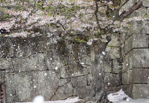 雨と風に桜の花びらが地面を一面に覆い不思議な造形美を描いてくれています　つかの間の桜の花見も終わってしまいました　桜に代わって様々な花が次々と開花し楽しませてくれます/
