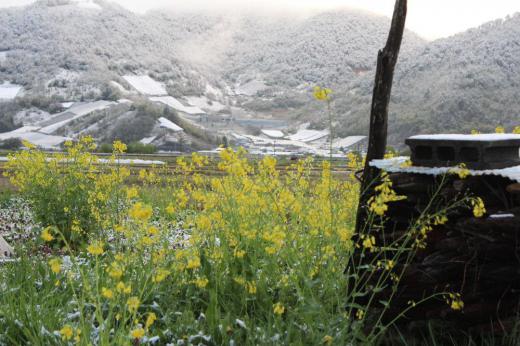 朝起きてびっくり 雪がかすかに積もっていました 急いでカメラを手に雪の山の撮影に飛び出しました 「雪と葉の花」と考えられないコラボに思わずシャッターをきりました めったに撮れない風景に満足/