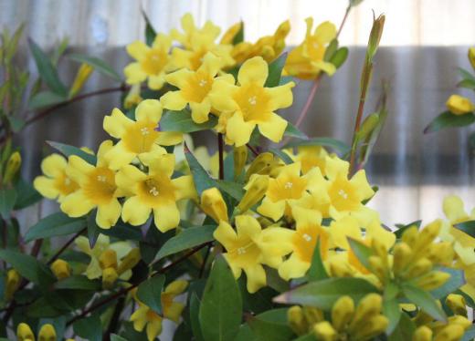 真っ黄色のカロライナジャスミンが開花しました ジャスミンの香りがするという説明に魅せられ植えてから15年以上たちました かつてアメリカでは医薬品として親しまれており 偏頭痛や喘息に効果があるとされていました そのため「長寿」という花言葉をもつようになったとされています またジャスミンのような香りを春に漂わせることから「甘いささやき」という花言葉がついたそうです/