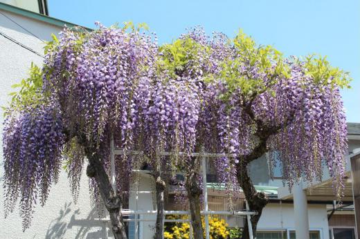 今日も夏のような暑さになりそうです 昨日も最高気温が30度近くになったとか 庭のフジの花が満開になりました 5月の季節を代表するような花でクマンバチが何匹も飛び交い フジの花の蜜をすっています/