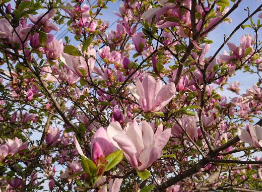 昨日は真夏日の30度近い気温に人だけでなく庭木や草花もぐったりしてしまいそうな一日でした 暑い陽ざしに負けずに赤紫色のモクレンが咲いていました 中国原産といわれていますがなんとなく中国的な感じもする花です 今日は昨日ほど暑くはならないそうですがもう少し花を咲かせておいてほしいものです/