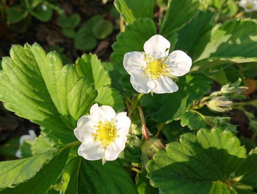 地植えのイチゴの真っ白な花がさいています 店頭に並ぶイチゴはハウス栽培ですが地植えはこれから実を付け真っ赤に熟んでいきます 真っ白な花とこれから付く真っ赤なイチゴのコントラストがなんとなく不思議に感じます/