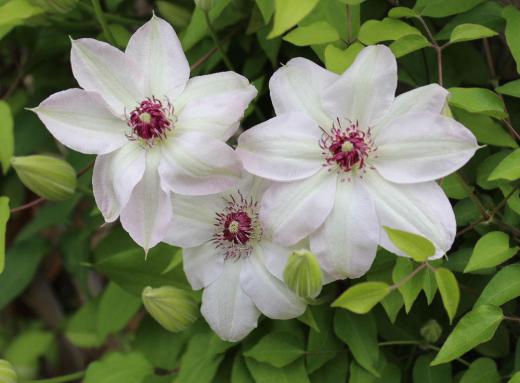 白と紫の２種類の「クレマチス」を植えていますが白い花がようやく咲き始めました「テッセン」とも呼ばれ塀やフェンスなどに這わせて道路沿いの垣根などを彩ってくれています　花を一輪一輪をみるととても高貴な感じのする花です　/