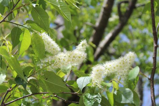 近くの山を散策していましたら真っ白な花を付けた木をみつました 眩しいほどの白い花を付けたこの木は「ウワミズザクラ」という名前の山地に自生し高さ20mほどになる落葉樹です 果実は卵円形で黄赤色から黒く熟します つぼみや若い果実は塩漬けにして食べると言われていますが食べたこともありませんし聞いたこともありません/