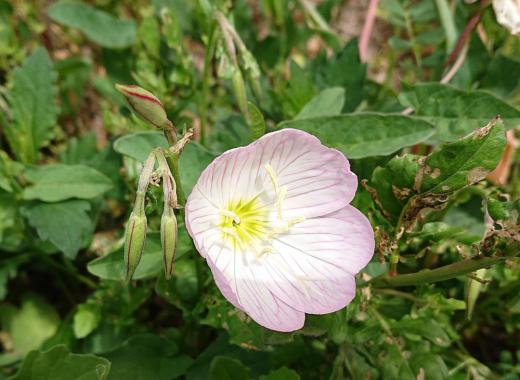 友人の軒先にピンクの可愛い花がさいていました 「ヒルザキツキミソウ」という名前の花で 蕾の時は恥ずかしそうに下を向き開花時は元気よく上を向いて咲いてくれる花です 一度植えれば放任していても毎年花を楽しむことができる丈夫な草花だそうです/