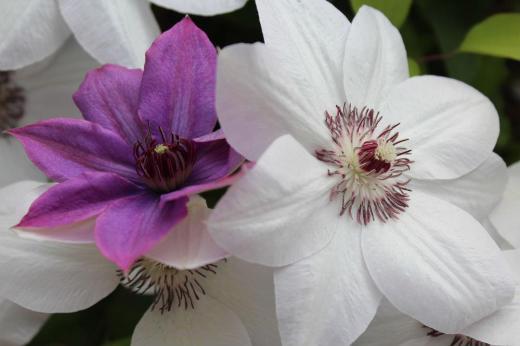 クレマチスの白と紫のコラボレーションです　暑い気温にクレマチスが満開で白い色の花がまぶしくみえます/