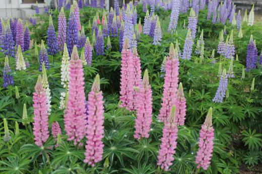 雨空の朝になりました 近所の畑に ルピナス が一面に咲いています 別名 ノボリフジ とも呼ばれ上に伸びるフジのような花で青紫や白 黄色など梅雨空のもとで鮮やかに咲いています ルピナスはラテン語で オオカミ の意味で土地を選ばずはびこるさまをオオカミの貪欲 雨空の朝になりました 近所の畑に ルピナス が一面に咲いています 別名 ノボリフジ とも呼ばれ上に伸びるフジのような花で青紫や白 黄色など梅雨空のもとで鮮やかに咲いています ルピナスはラテン語で オオカミ の意味で土地を選ばずはびこるさまをオオカミの貪欲