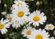 白い「ヒナギク」が一面に咲いています 花言葉は「平和」..：2022/05/28 09:00