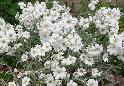 真っ白な「シロミミナグサ」が知人の庭に咲いています　「ナツユキソウ」とも呼ばれていますが漢字で「白耳菜草」「夏雪草」とも書きます　アップで写してみるとととても可愛い花です/