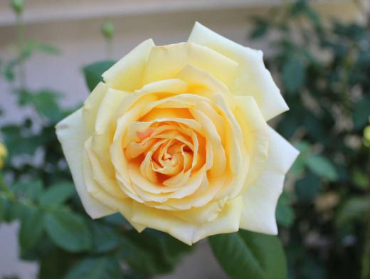 二つ目のバラが咲きました　黄色で香りのよいバラです　その隣にはオレンジ色のバラも咲き暑さに誘われて次々とバラが開花します/