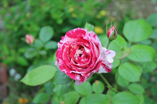雨が降り始めました 今朝はこんなバラも咲きました とても変わったバラですがきれいなバラは多くの花を付けないし木も弱く育てるのが難しいです 気に入っていたバラで弱ってしまい今はないバラが数本あります このバラもだんだん弱ってきて無くなってしまうのかなあ/