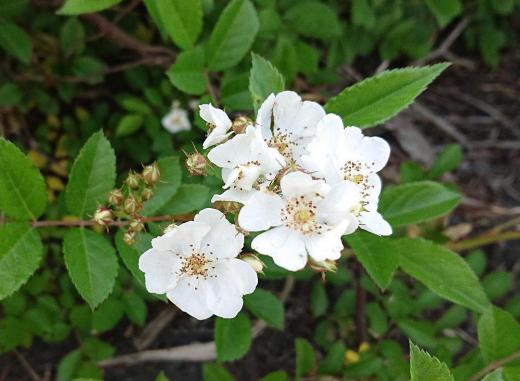 散歩の道すがら「ノイバラ(ノバラともいう)」を見つけました 確か秋には赤い実を付けていたような気がします 小さなかわいい花ですがトゲもあり手折って花瓶に一枝という花ではありません 赤い実は利尿や便秘の治療に薬用されると書いてありました 本当に効くのでしょうか/