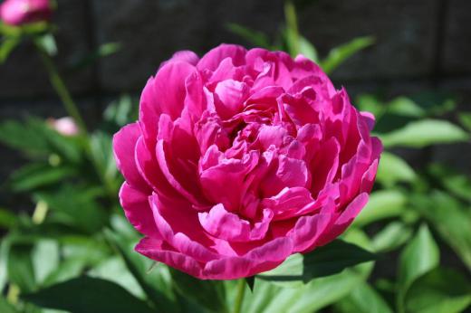 白や赤の「シャクヤク」が咲いています ボタンと似ていますがボタンは花木で「シャクヤク」はは草本です シャクヤクは冬になると地上部は枯れてしまいますが翌年また芽をだし花を咲かせてくれるので雪囲いの必要もなく手のかからない花です 漢字で書くと「芍薬」とどっか中国風の花のような気がします/