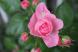我が家の６種類目のバラが咲きました 薄いピンクのバラで..：2022/06/08 09:00