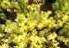 散歩途中の道ばたに黄緑の茎にとてもきれいな黄色い花を付..：2022/06/09 09:00