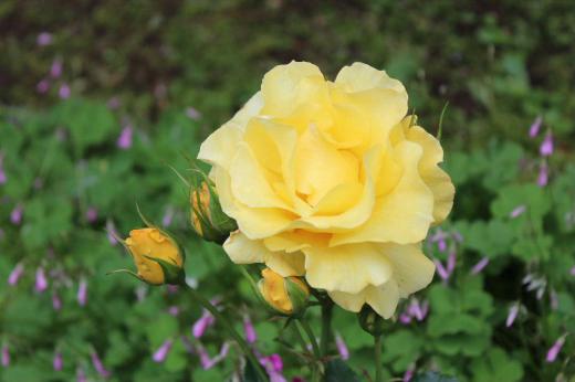 我が家の７種類目のバラです　鮮やかな黄色ですがあまり多くの花を付けてくれません　土があわないのか背丈もあまり大きくなってくれません　とても香りが強く開花するのが楽しみなバラです/