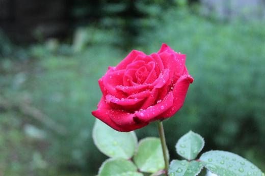雨に濡れた我が家の８種類目のバラが咲いています　このバラは去年挿し木をして地植えした記念すべきバラです　我が家では金婚バラと名付けていますが初めて花を付けました　１輪ですがビロードのような真っ赤な花が鮮やかです　つぼみをたくさん付けていますのでこのがこれからどんどん咲いてくれるはずです/