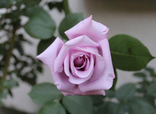我が家の１０種類目のバラです　といってもかつて庭に咲いていたもので毎年２，３輪しか咲かないバラで枯れてしまいました　薄紫色のバラで青色系統のバラは珍しかったのですが残念ながら今は咲いていません/