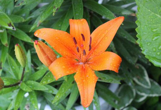 雨に濡れて「ユリ」の花が咲いています　今から１６，７年ほど前に飯豊町のユリ園で買った花です　私の初めての孫が保育園でゆり組になったことを知り買ったものです　昨年秋に始めて鉢替えをしましたがこんなに鮮やかなオレンジ色だったのかと驚くほどきれいに咲いています/