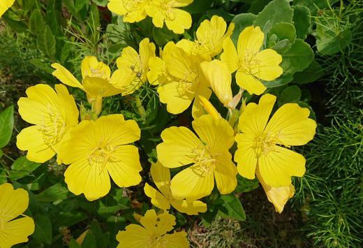 近所の玄関先に真っ黄色の花がさいていました その家の方に聞いたところ「ヒルザキツキミソウ」ではないかとのことでしたがネットで検索してみると「シモフリマツヨイグサ」とヒットしました 花の形や色などそうかなと思われますが名前はともあれ黄色の花がいっぱい咲いていて思わず「きれいですね」と写真を撮らせてもらいました 梅雨空の晴れ間のひと時です/