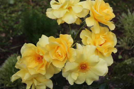 バラの花はその美しさとともに香りも格別です　その中でも我が家のバラの中でも強い香りの強いのが黄色に咲くバラです　/