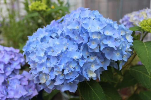 梅雨に入り今日からは毎日雨模様の天候になりそうです 梅雨時の花「アジサイ」が今を盛りと咲かせています 15年前に還暦の誕生日にいただいた「ガクアジサイ」も咲いています 梅雨時に咲くから紫色の「アジサイ」が似合うのでしょうか 近所のそちこちにもアジサイの花をみることができます/