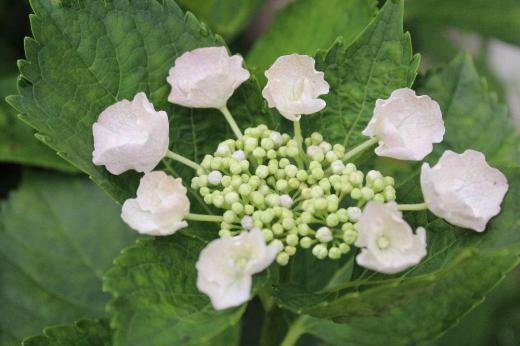 還暦の誕生日に職場でもらった鉢植えの「ガクアジサイ」を地植えしていますが今年も咲いてくれました 普通のアジサイと違った趣があります 連日蒸し暑い日が続きます アジサイにとっては一番良い季節なのでしょうか/