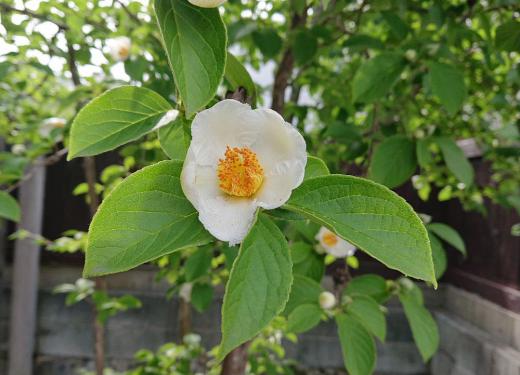 ツバキににているが夏に咲くので「夏ツバキ」とよばれている白い花が咲いています 別名「シャラノキ」とか「シャラ」とも呼ばれています 花は6月から7月初旬といわれていますのでちょうど今が見ごろでしょうか 冬の椿とはまた違った雰囲気のツバキです/