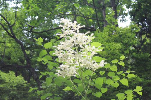 小滝のくぐり滝の近くで「ヤグルマソウ」が咲いているのを見つけました　大きな５枚の葉は矢車の羽に似ていることから付いたと言われているそうです　NHKのみんなの歌で芹洋子が１９７４年に「矢車草」を初夏の情景を叙情的に歌っています　葉の先に真っ白な花がススキのようにさいていました/
