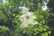 小滝のくぐり滝の近くで「ヤグルマソウ」が咲いているのを..：2022/07/01 09:00