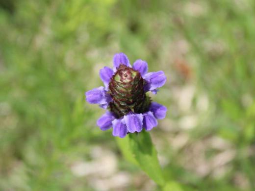 昨日紹介した野草の一つウツボグサが紫色の花をつけていました「靫(うつぼ」とは 武士が矢を入れて持ち歩いた用具のことで 長い竹かごで作りその外側を虎や熊 猿などの毛皮や 鳥の羽根で覆ったものだそうです 花穂の形がこのウツボににていることからついたといわれています 生薬で利尿や消炎作用があるとされています/