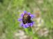 昨日紹介した野草の一つウツボグサが紫色の花をつけていま..：2022/07/03 09:00