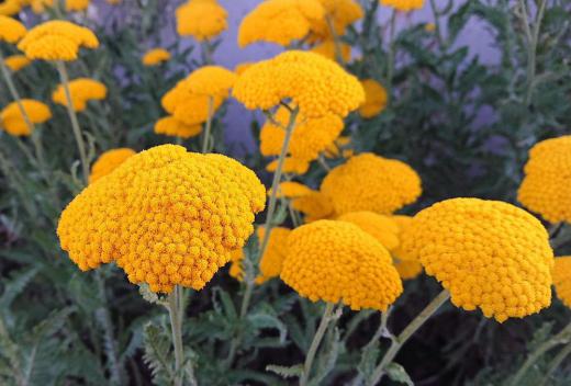 夕陽に照らされて赤みがかった「キバナノコギリソウ」が知人の庭に咲いています 鮮やかな黄色の花がお菓子のように固く固まって咲いています 葉がのこぎりのようなことからこの名前がついたとのことです ドライフラワーとして楽しんでいるようです 暑さを感じさせる夏の花です/