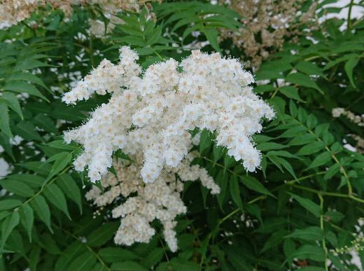 あまりの暑さに早朝散歩をしています 真っ白な花を咲かせている「ニワナナカマド」が咲いていました 朝でしたのでとても爽やかな気持ちになりました この花とよく似た「ホザキナナカマド」とありますが よく見ると花や葉っぱがどこか違っています/