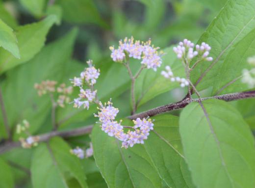 庭の「コムラサキシキブ」が薄紫色の5mmほどの小さな花を付けています 秋には小さな紫色の実を付けてくれます この花が実をつけることの不思議さを感じています 草花は次の世代に命をつなぐ様々な営みを教えてくれる貴重な場でもあるのです/