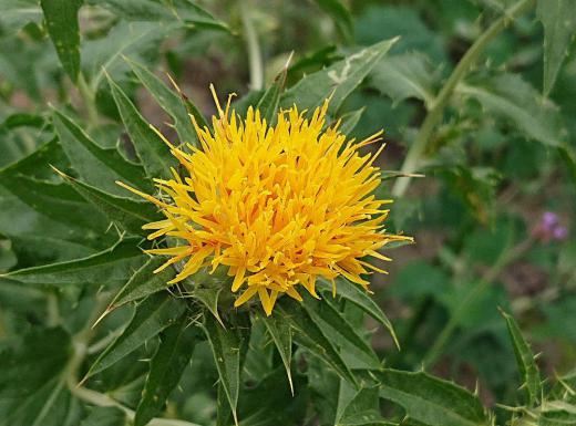 山形県の花「ベニバナ」がそちこちの畑に咲き始めました 山形市で紅花祭りが行われたことが報道されました トゲがあり決して鮮やかな花ではありませんが山形県の経済を支えてきた花であまりにも知られすぎている花です この花が鮮やかな紅色に変わることが不思議でなりません/