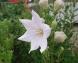 白い「キキョウ」が咲いています キキョウというとムラサ..:2022/07/11 09:00