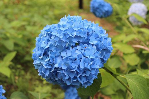 梅雨の時期に咲く「アジサイ」が烏帽子山公園で今を見ごろと鮮やかに咲いています ムラサキや青、赤紫、白など色とりどりに道を飾っています 梅雨の時期のように雨が降り始め「アジサイ」の季節にピッタリの空模様です 気晴らしに散歩はいかがですか いつもの年だったらまだ梅雨が明けきらない時期だと思いますが例年になく短い梅雨の時期で暑い日が続いています 熱中症にご注意を/