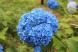 梅雨の時期に咲く「アジサイ」が烏帽子山公園で今を見ごろ..：2022.07.12