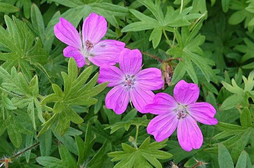 初夏のコスモスともいわれいる「アケボノフロウ」というピンクの花が咲いています 鮮やかなピンクでひときわ目立ちます こんなに暑い日が続きますがよく咲いていますねえ/