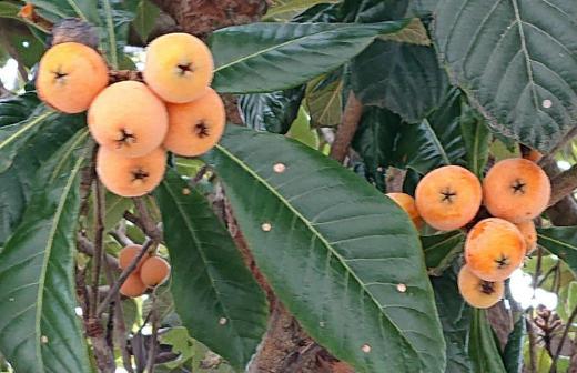 山形市内で「ビワ」の実かなと思われる黄橙色の実を見つけました 東北地方よりは南に自生するとされているので果たしてビワの実でしょうか 実が楽器の琵琶の形に似ていることから付いたと言われています/