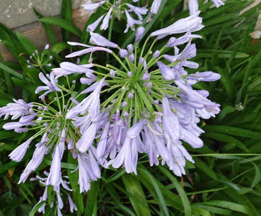 雨上がりの朝の散歩道で雨に濡れた「アガパンサス」を見つけました 長〜い茎に傘を差したように咲く花でこの時期によく見ることが出来る花です 名前の「アガパンサス」というのはギリシャ語のアガペー(愛)とアントス(花)の2語を組み合わせてできたとのことで花言葉は「愛」や「恋」にちなんだものが多いとか/